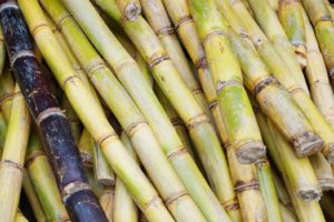 Sugarcane Texture As Nice Natural Background