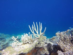海洋变暖导致全球珊瑚礁急剧减少