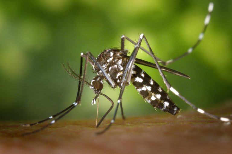 核技术控制生育，防治蚊子传播疾病