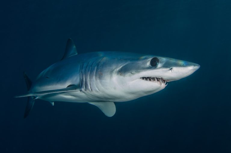 2021年鲨鱼咬人事件激增