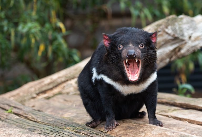 袋獾挑剔的饮食习惯令科学家困惑