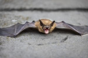 东南亚数十蝙蝠物种可能带病毒