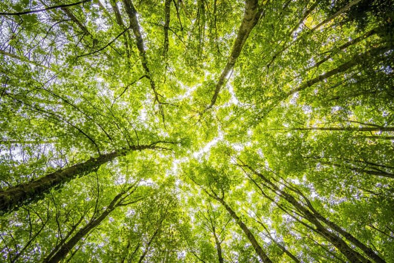 人工林产木，天然林助减缓气候变化