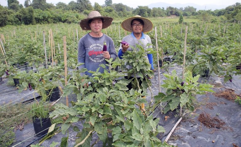 潘颖宏（右）与洪初冈经营了本身的菜园已近2年，专注于无土栽培种茄子。