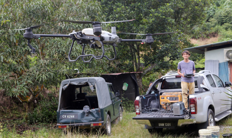 农用无人机升空，准备为榴梿树喷洒农药。