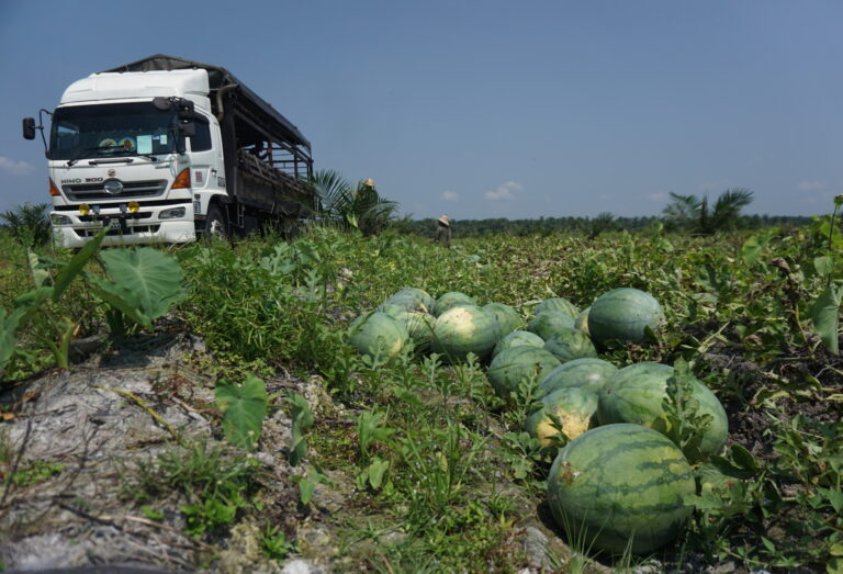林国良兄弟的瓜田的西瓜目前每天大约可生产5辆罗里运载的数量，每辆大约可运载10吨。