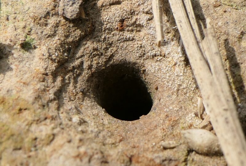 稻边虎甲虫宝宝的洞口。